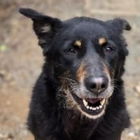Liebe sanfte ANNA, Hündin zur Adoption