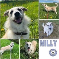 MILLY -offen, lernbereit & schlau-, Hündin zur Adoption