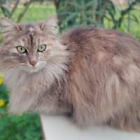 Verschmuste Iside sucht Traumzuhause, Katze zur Adoption