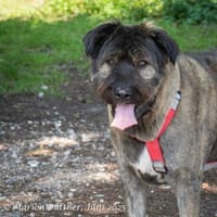 Qunii ist ein lieber Kerl, Hund zur Adoption
