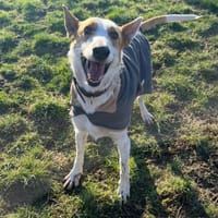 NADJI HÄLT AUSSCHAU NACH SEINER FAMILIE, Hund zur Adoption