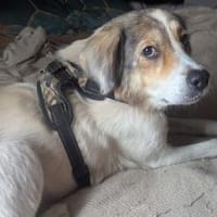 Anouki sucht ihr für immer Zuhause, Hündin zur Adoption