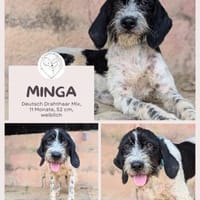 Minga: Deine neue beste Freundin, Hündin zur Adoption