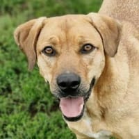 DAISY sehnt sich nach Geborgenheit, Hündin zur Adoption