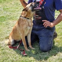 RUBY sucht DRINGEND ihren Mensch🆘‼, Hündin zur Adoption
