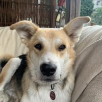 PACO möchte Herzen öffnen, Hund zur Adoption