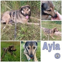 AYLA * ruhige, schüchterne Sie, Hündin zur Adoption