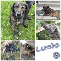 LUCIO * großer Bub sucht Vorbild, Hund zur Adoption