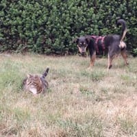 Djamila - freundliche,fröhliche Hündin, Hündin zur Adoption