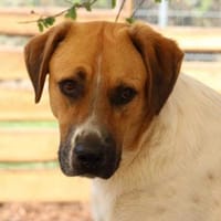 Taco, Pflegestelle in Hessen, Hund zur Adoption