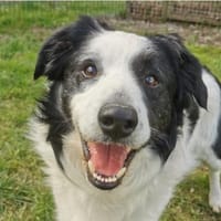 Herzenshund gesucht?Oreo wartet auf dich, Hund zur Adoption