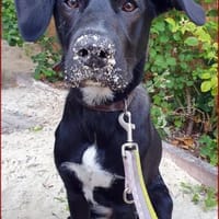 Malou - junger Wendländer, Hund zur Adoption