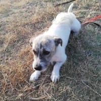 Terrier Mix Oskar sucht seine Menschen, Hund zur Adoption