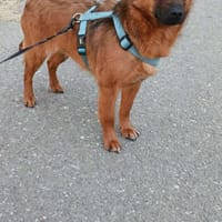 BUDDY - einfach nur ein Schnucki, Hund zur Adoption