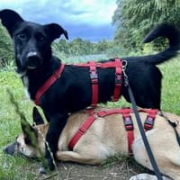 Calton, anschmiegsam, lernwillig, offen, Hund zur Adoption