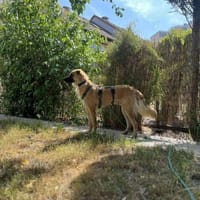 Amor - Herzenshund, Hund zur Adoption