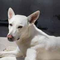 Perla jetzt in der Tierherberge Donzdorf, Hündin zur Adoption