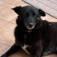 NINA hat nichts falsch gemacht, Hündin zur Adoption