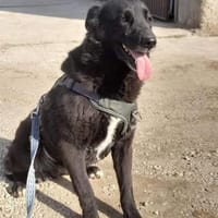 NINA hat nichts falsch gemacht, Hündin zur Adoption
