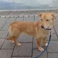 Moni verdient so sehr liebevolles Zuhaus, Hündin zur Adoption