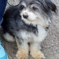 BUBI sucht liebevolles Zuhause für immer, Hund zur Adoption
