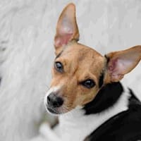 Shira sucht ein liebevolles Zuhause, Hündin zur Adoption