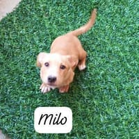 Milo💚💚💚 Süßes Hundekind, Hund zur Adoption