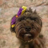 Frieda sucht liebevolles zu Hause, Hündin zur Adoption