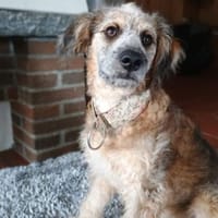 Edda, verspieltes Welpenmädchen, ca. 4 M, Hündin zur Adoption