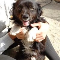 Jonny 35 cm (Pflegestelle), Hund zur Adoption