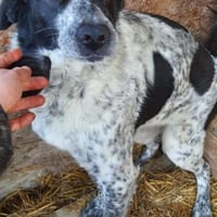 Mio  55 cm( Pflegestelle), Hund zur Adoption