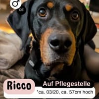 RICCO: Starker Begleiter mit großem Herz, Hund zur Adoption