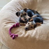 Filou, Hündin zur Adoption