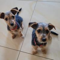 Bobby, Hund zur Adoption