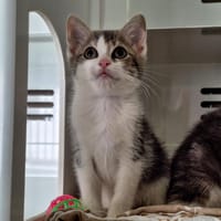 CRISTAL, chatte à adopter