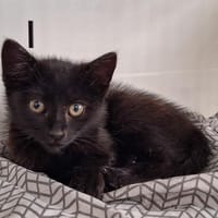 VENUS, chatte à adopter