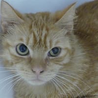 Jules, chat à adopter