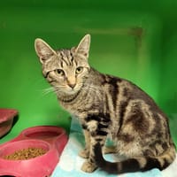 NUTELLA PAB27667, chatte à adopter