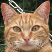 UMBERTINO, chat à adopter