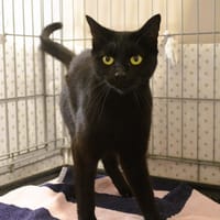 Chouquette Cab4339, chatte à adopter