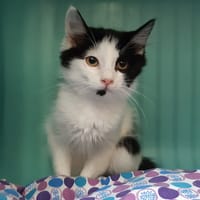 Fudge, chat à adopter
