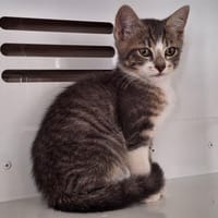 SAPHIR, chatte à adopter