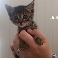 Juliet, chatte à adopter