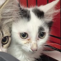 LEONCE, chatte à adopter
