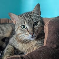 MADELEINE, chatte à adopter