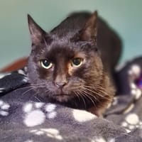 NANA, chatte à adopter