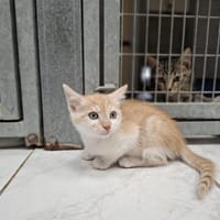 Bulle, chatte à adopter