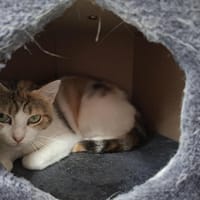 LOLITA, chatte à adopter