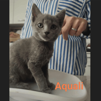 AQUALI, chatte à adopter