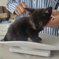 ADES, chat à adopter